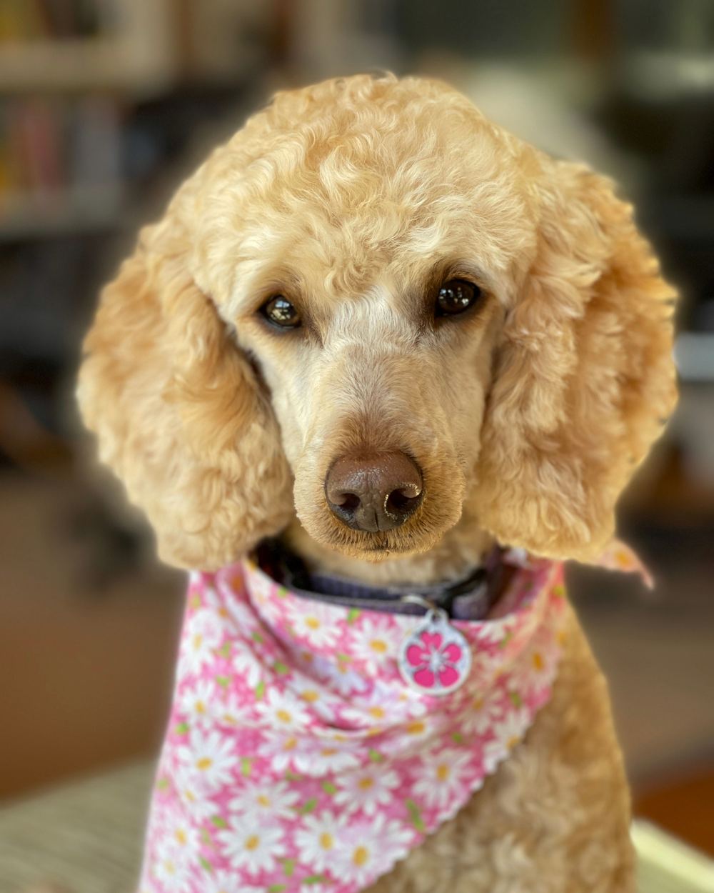 Licensed stock photograph: an apricot poodle wearing a pink daisy print bandanna after a groom.