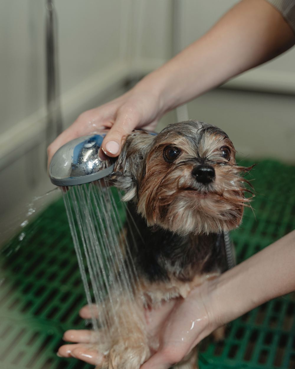 Licensed stock photograph: a small terrier being rinsed under a handheld shower head, held steady by two hands.