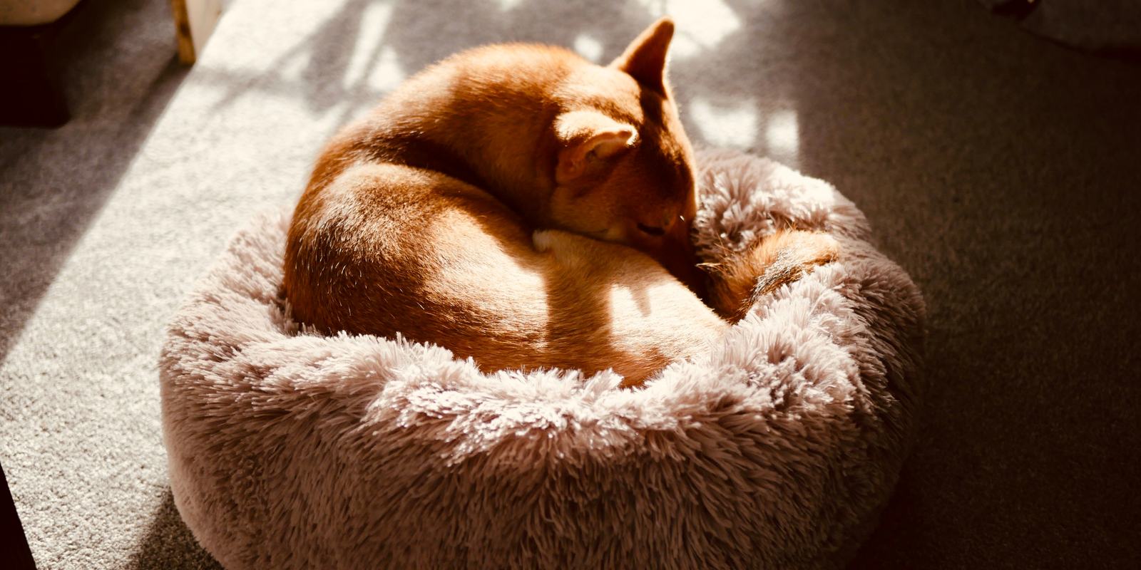 Licensed stock photograph: a small red dog curled up asleep in a round plush bed, in a patch of afternoon sun.