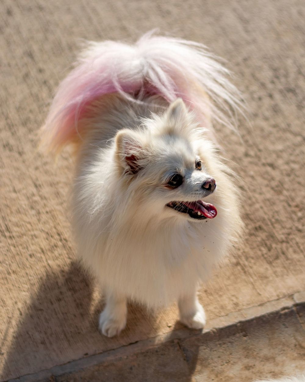 Licensed stock photograph: a small white spitz-type dog whose tail has been tinted soft pink.
