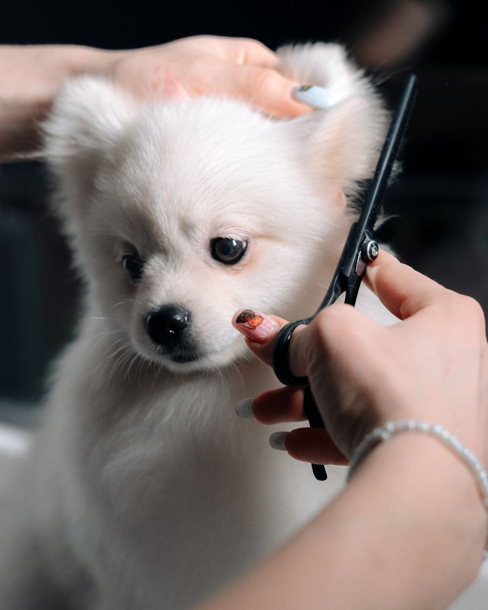 Licensed stock photograph: a groomer&rsquo;s hands shaping the coat of a small white dog with grooming shears.